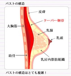 胸のクーパー靭帯